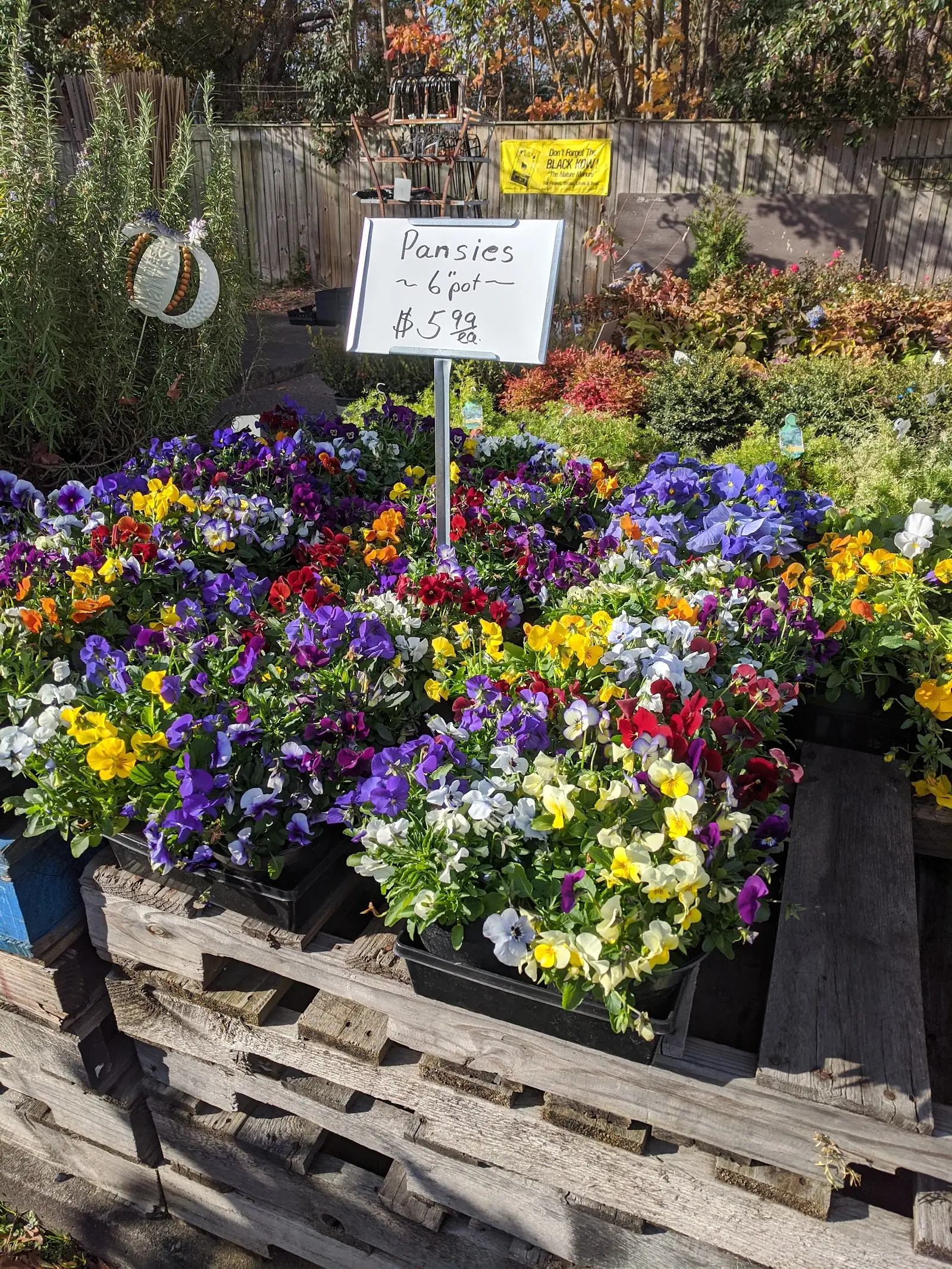 Flats of purple, yellow, and white pansies under a hand-lettered price sign