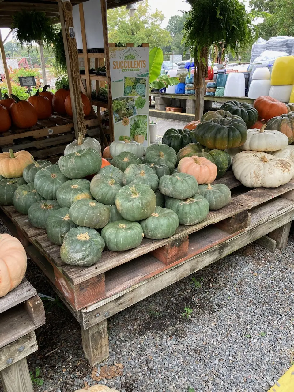 Heirloom pumpkins stacked on pallets at Azalea Garden Center