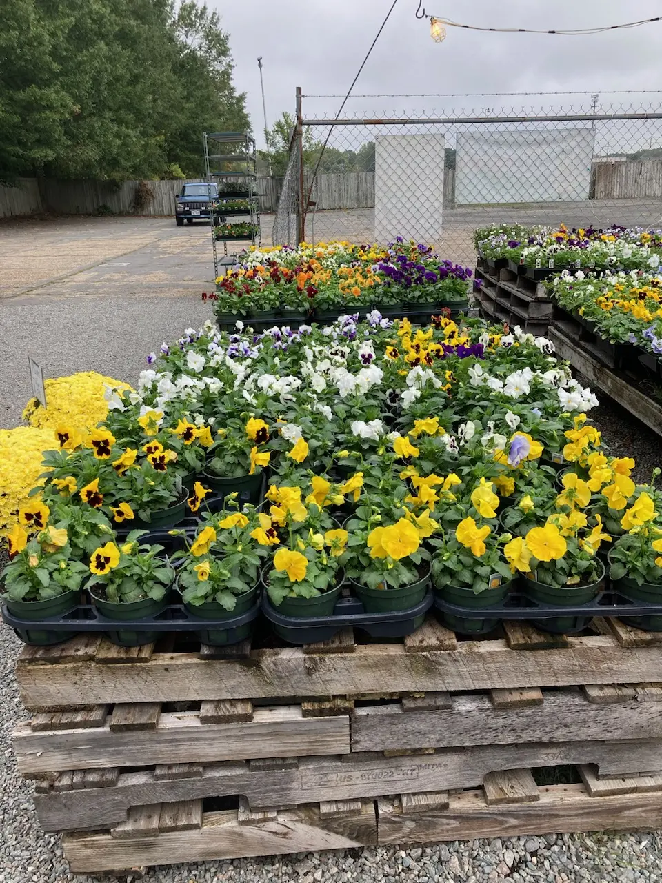 Rows of yellow, white, and purple pansies on wooden pallets across the lot