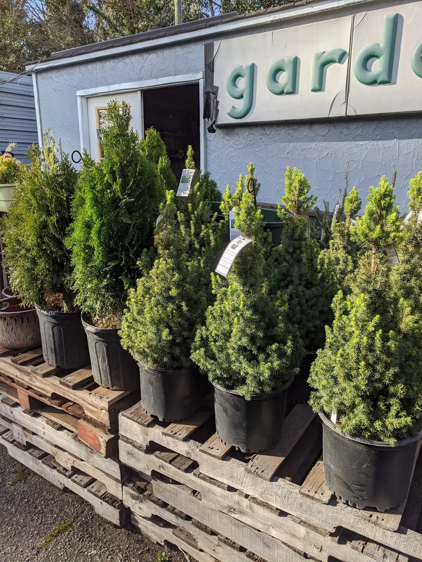Potted evergreens lined up on pallets in front of the shed's hand-painted garden sign
