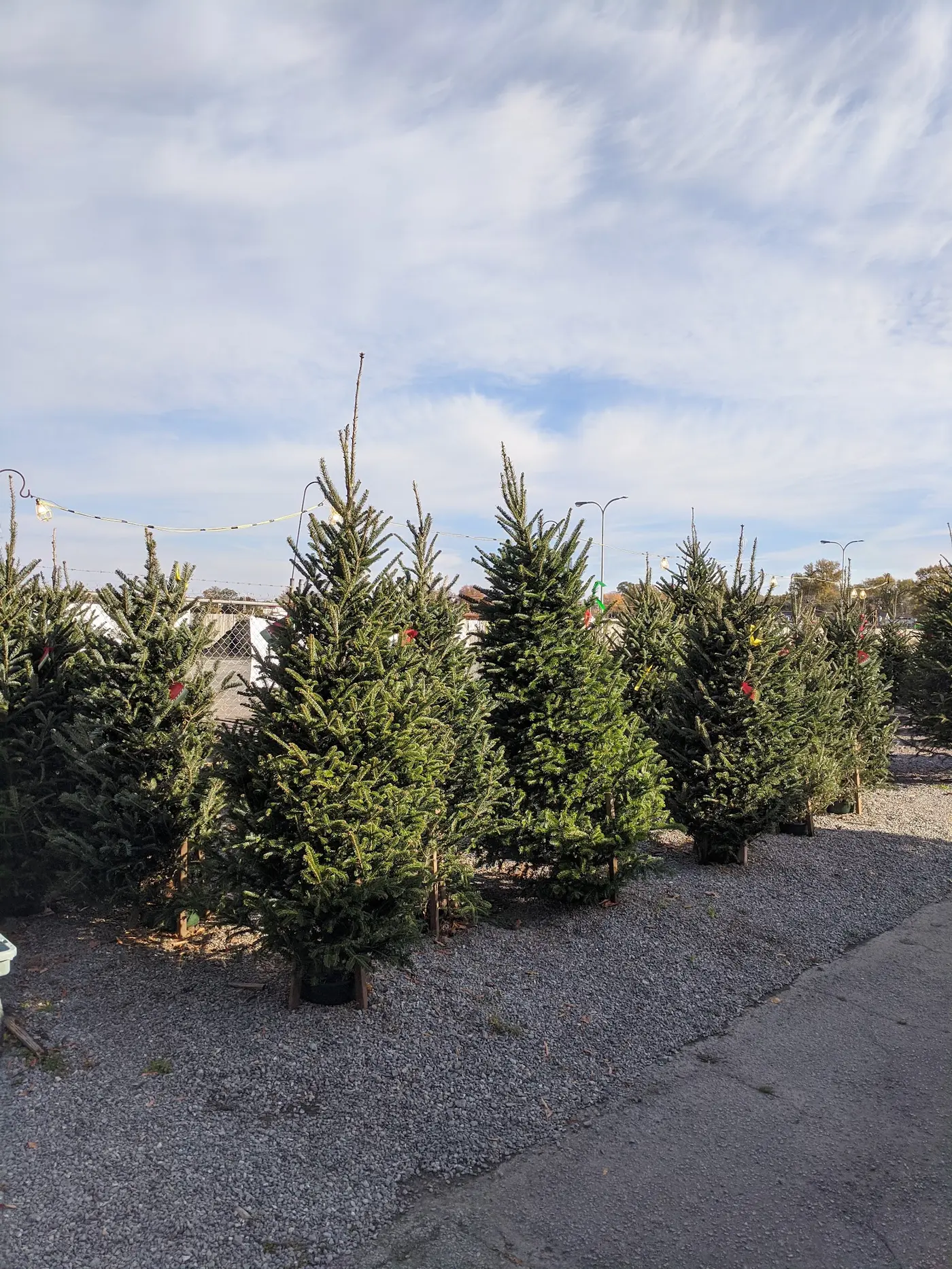 Christmas trees standing in rows on the gravel lot under a blue sky