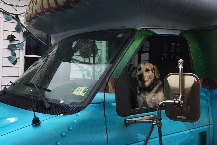 A golden retriever looking out the window of the teal Riverside van